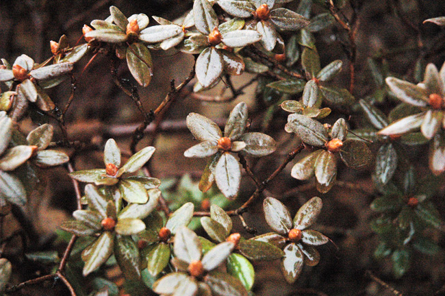 Rhododendron_Ramapo npc.jpg